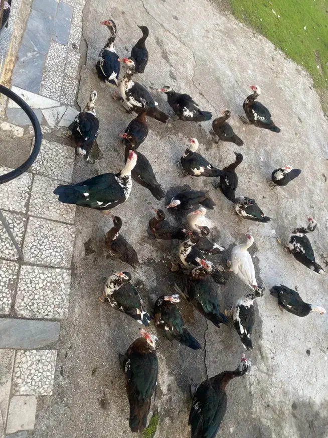 فروش اردک|حیوانات مزرعه|تالش, تالش|دیوار