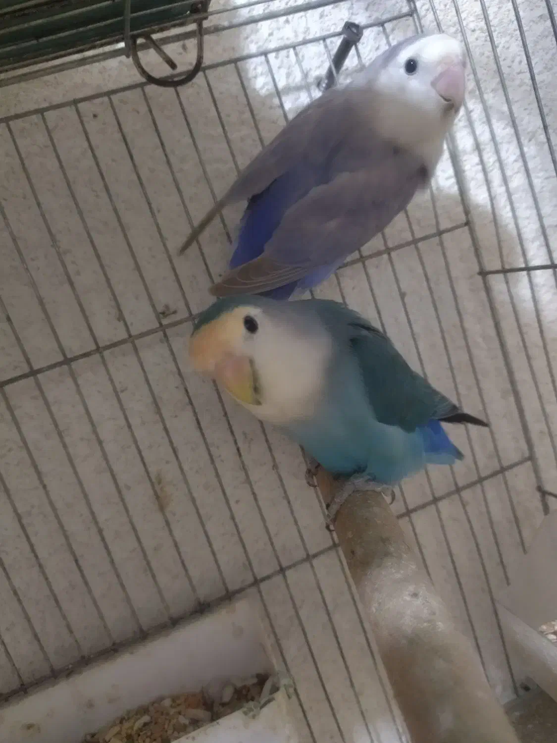 طوطی برزیلی|پرنده|جم, |دیوار