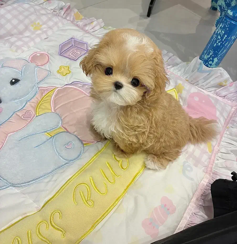 پودل کراس|سگ|تهران, جنت‌آباد مرکزی|دیوار