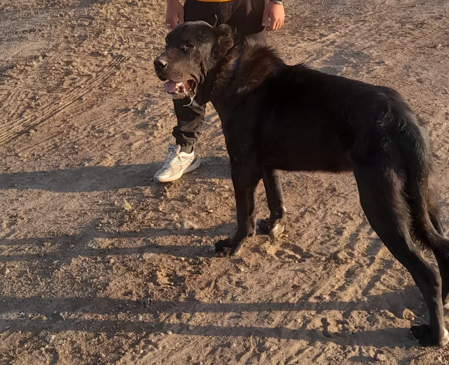 سگ سرابی|سگ|باغ حلی, |دیوار