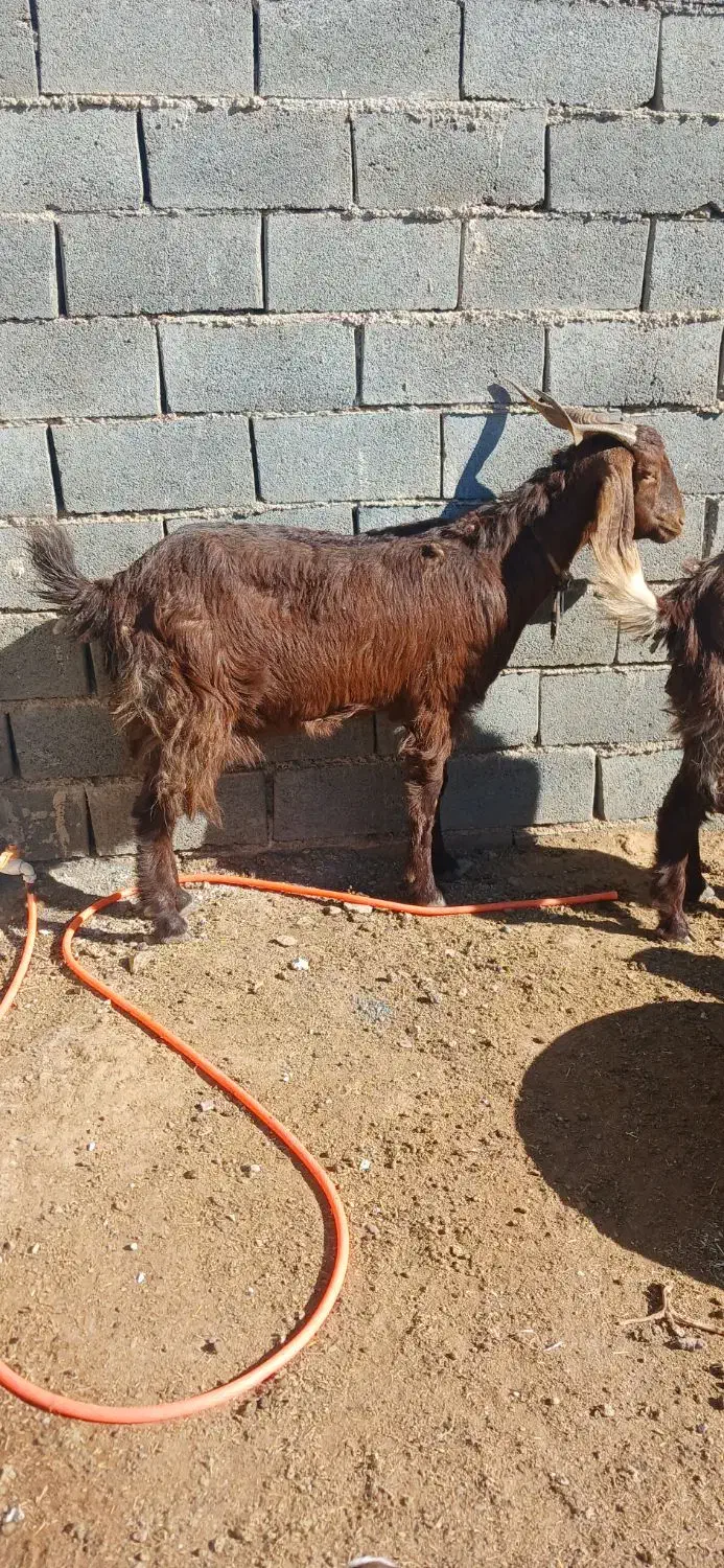 تعدادسه عددبززاییده بفروش میرسد|حیوانات مزرعه|تربت جام, عیدی آباد|دیوار