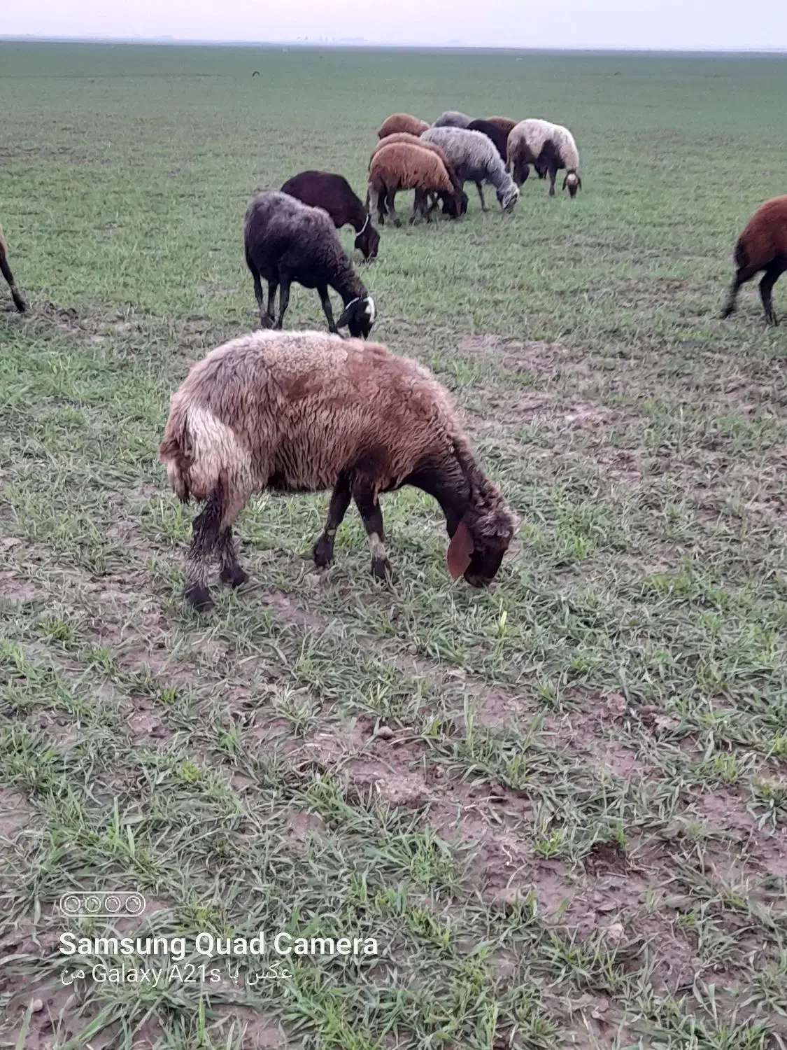 گوسفند ۳شکم|حیوانات مزرعه|سنگدوین, |دیوار