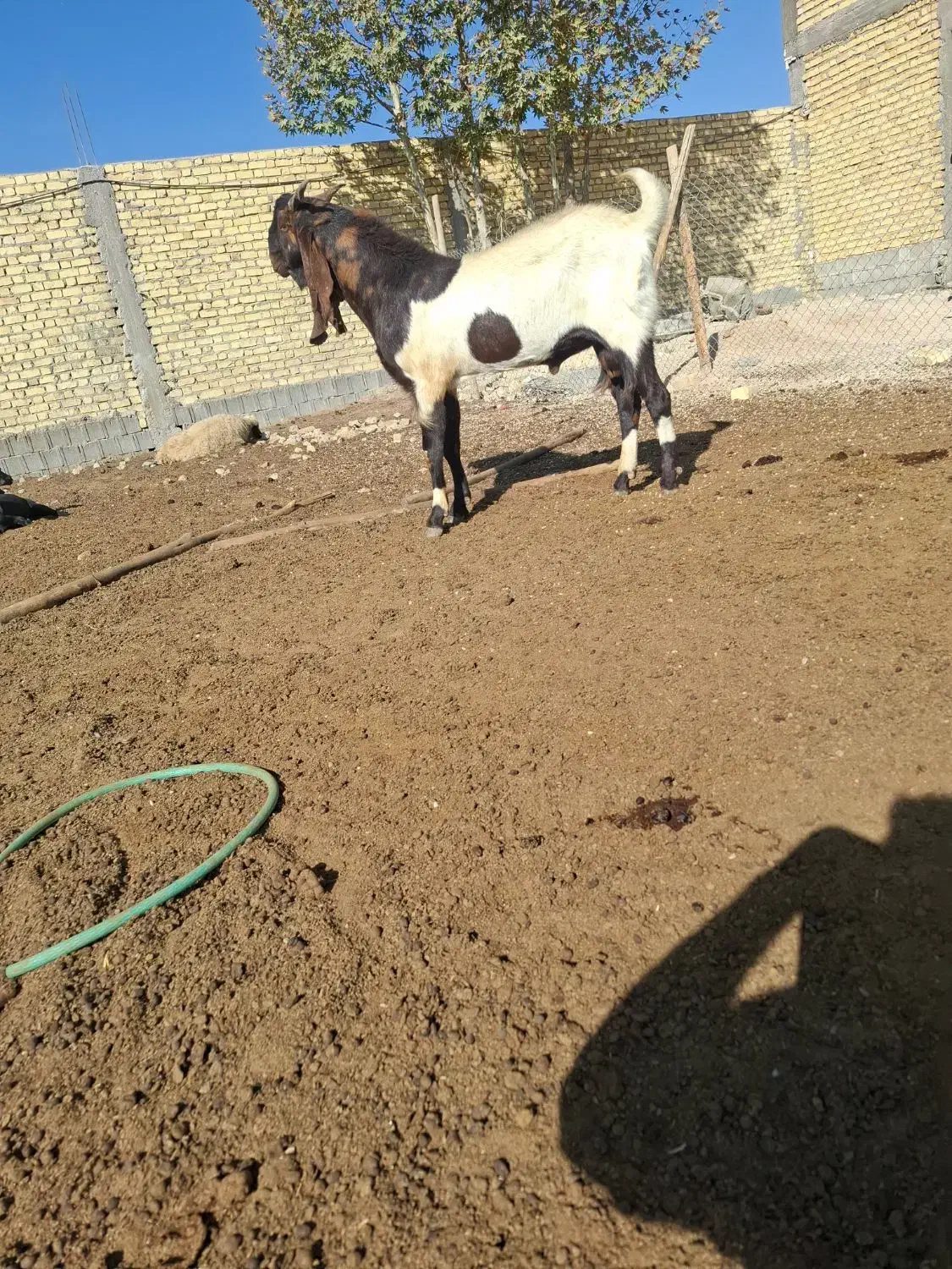 پازن|حیوانات مزرعه|میمند, |دیوار