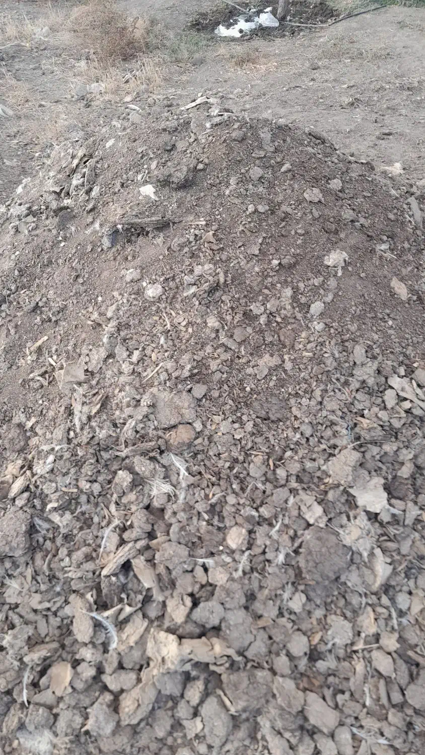 کودمرغ گوشتی تقریبایک تن خورده ای|حیوانات مزرعه|جوین, |دیوار