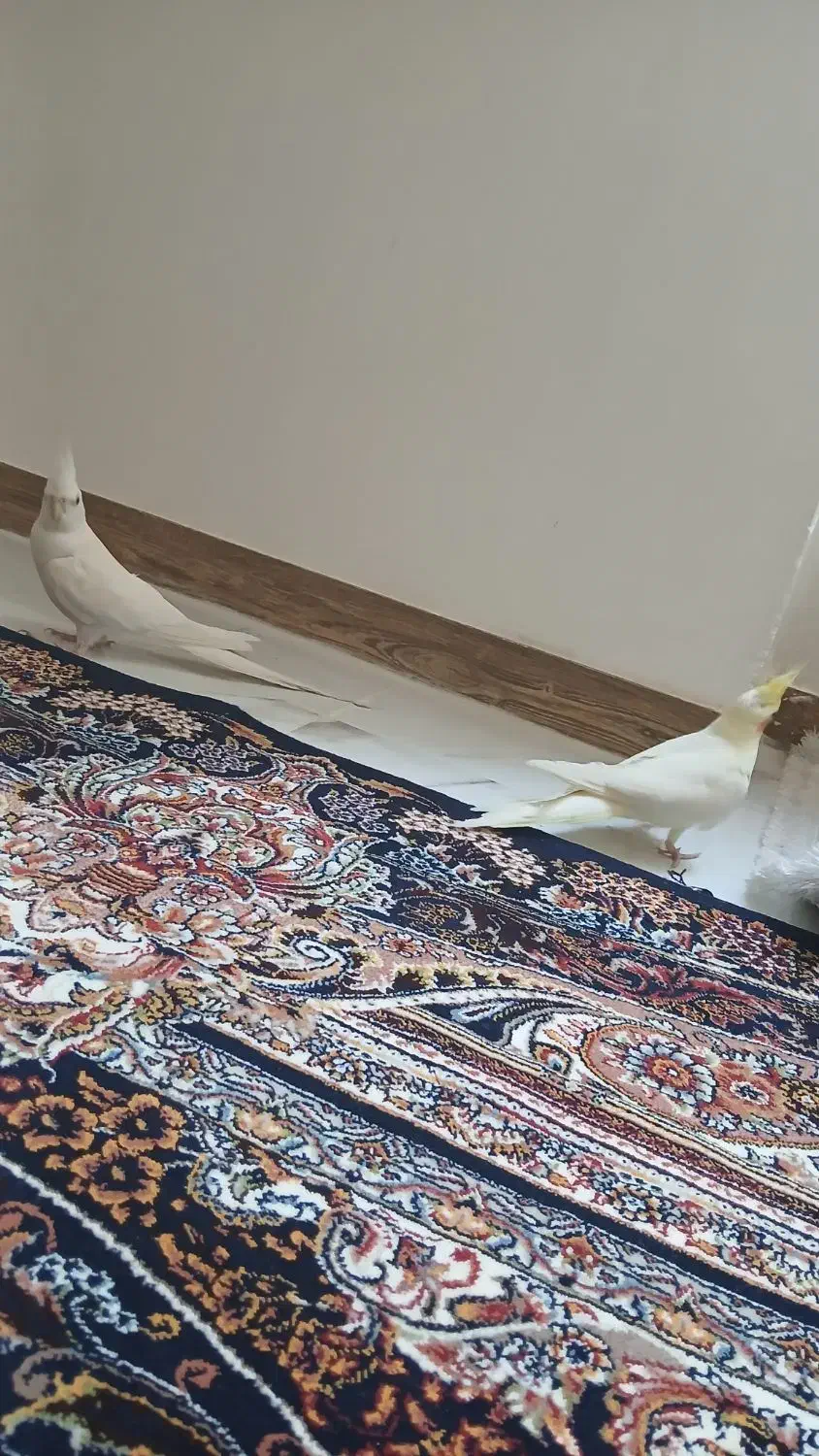 عروس هلندی مولد زیبا|پرنده|سقز, |دیوار