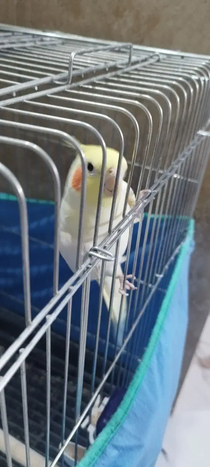 عروس هلندی|پرنده|اراک, |دیوار