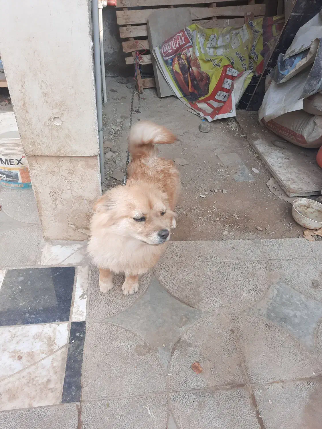 توله ۸ ماهه|سگ|بومهن, |دیوار