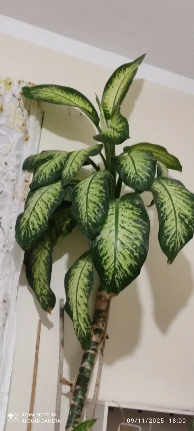 گیاه دیفن باخیا|گل و گیاه طبیعی|پرند, فاز ۶|دیوار