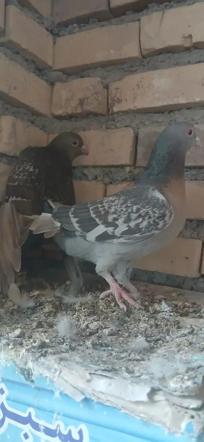 کفتر|پرنده|قهستان, |دیوار