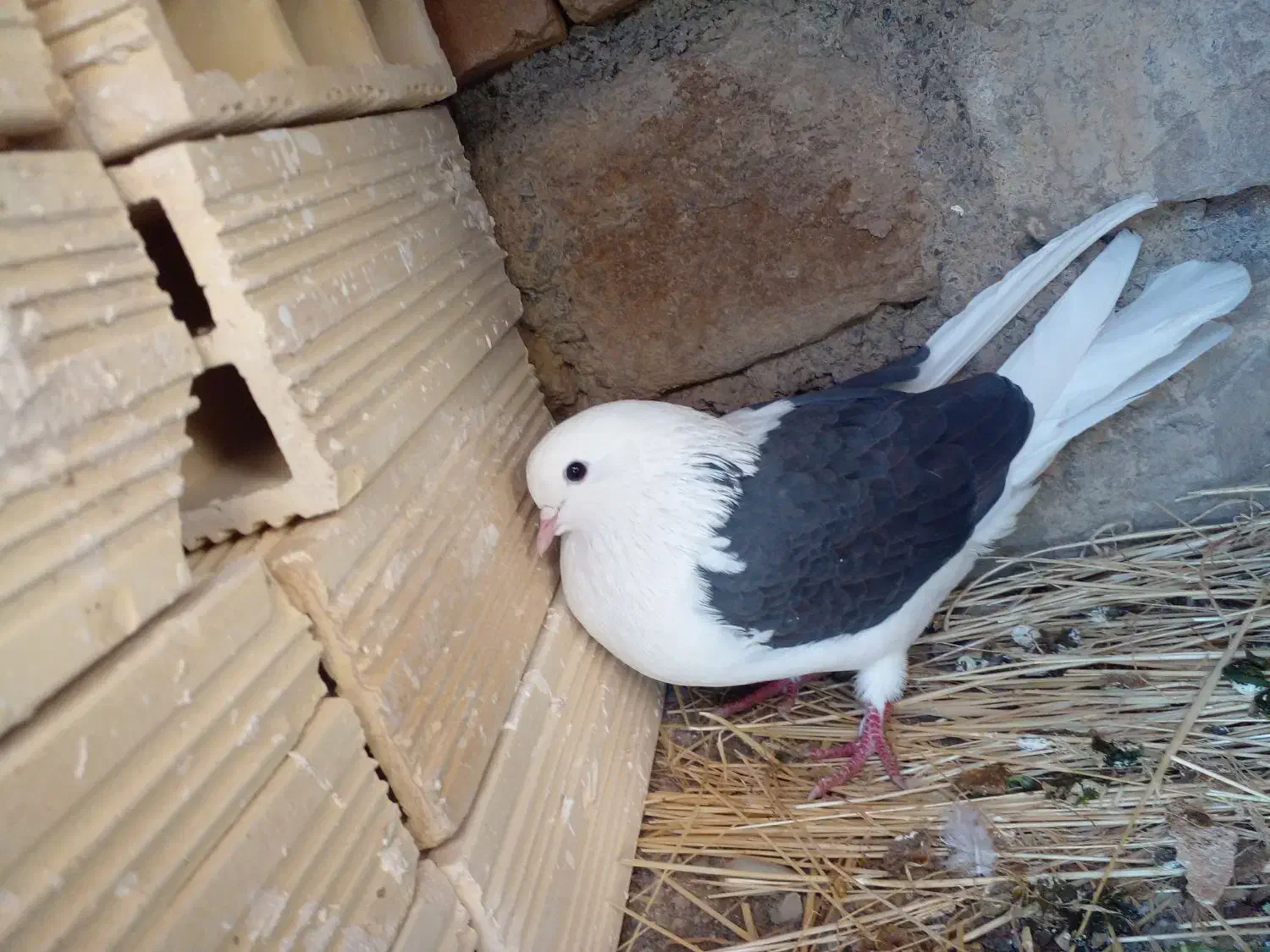 کبوتر شاه پر پرشی|پرنده|سیلوانه, |دیوار