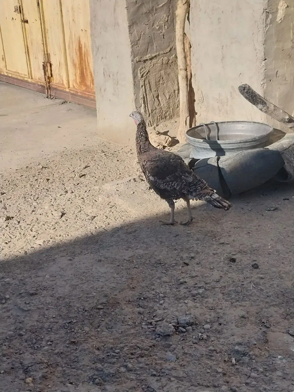 بوقلمون|حیوانات مزرعه|زهک, |دیوار