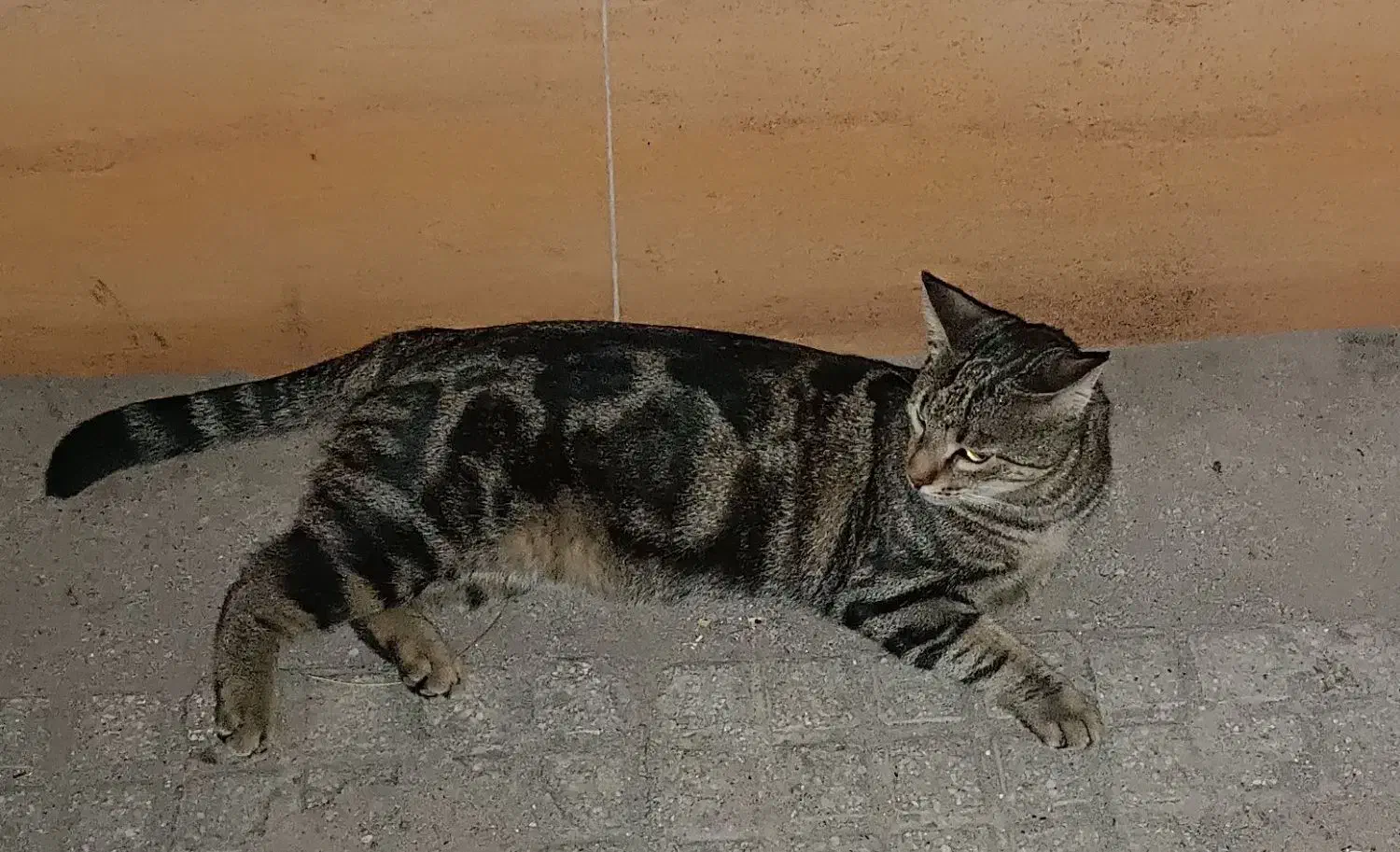 گربه گمشده|حیوانات|مشهد, کارگران|دیوار