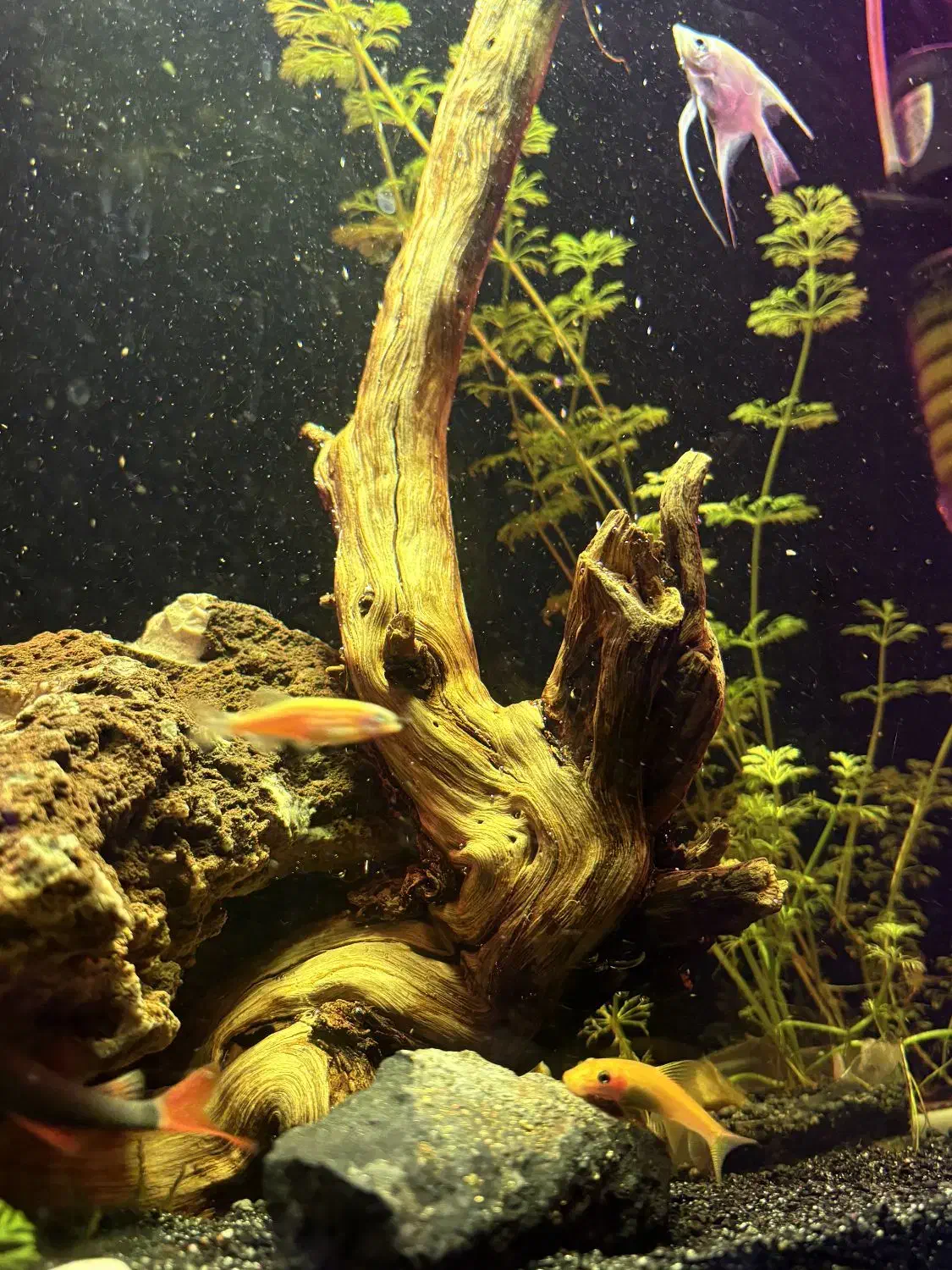 آکواریوم شیشه خم پلنت|ماهی|شهریار, شهریار|دیوار