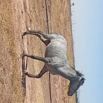 فروش اسب نژاد دار|اسب و تجهیزات اسبسواری|شبستر, |دیوار