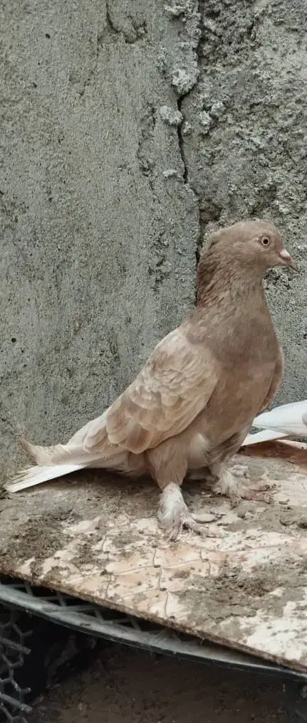 کبوتر|پرنده|میناب, |دیوار