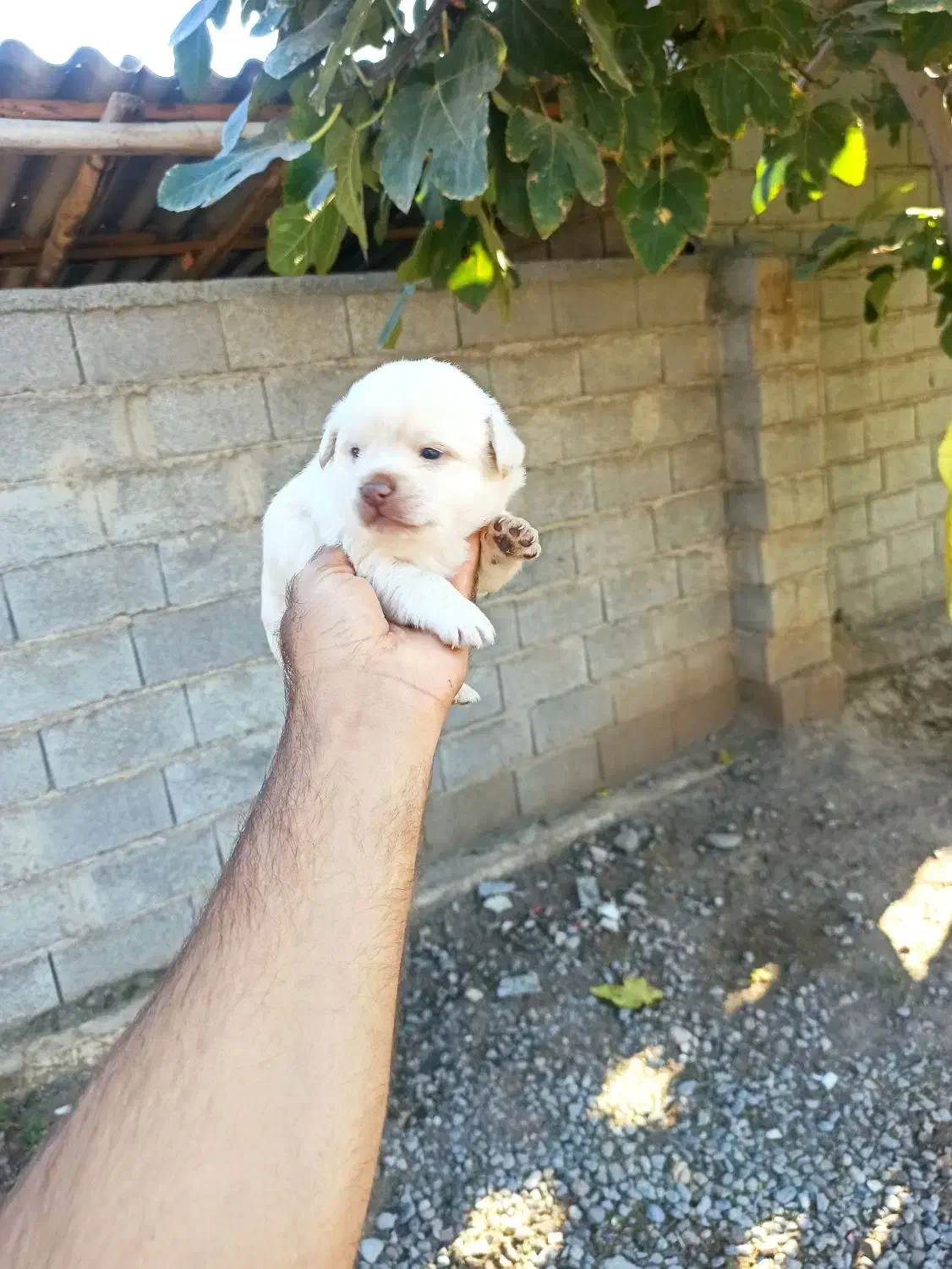 واگذاری پاکوتاه|سگ|آق قلا, |دیوار