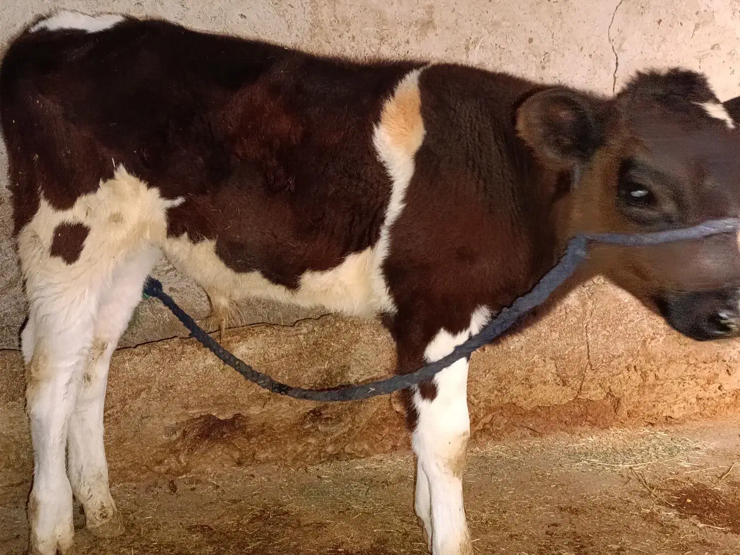 گوساله|حیوانات مزرعه|دهدشت, |دیوار