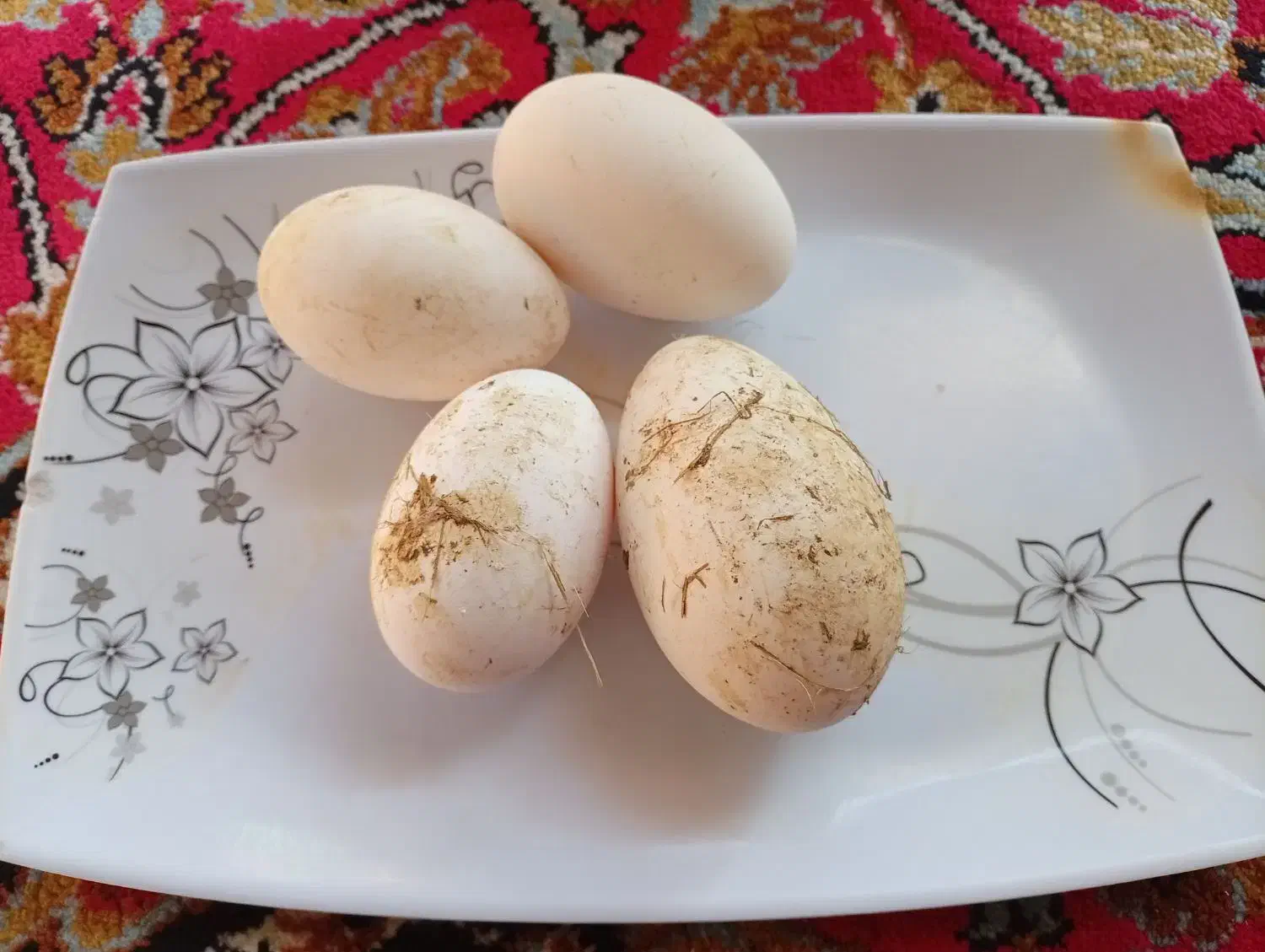 تخم غاز محلی آفریقایی|حیوانات مزرعه|آستانه اشرفیه, |دیوار