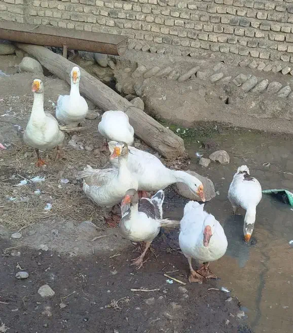 فروش غازمحلی وقوغاز اوکراینی|حیوانات مزرعه|فاضل آباد, |دیوار