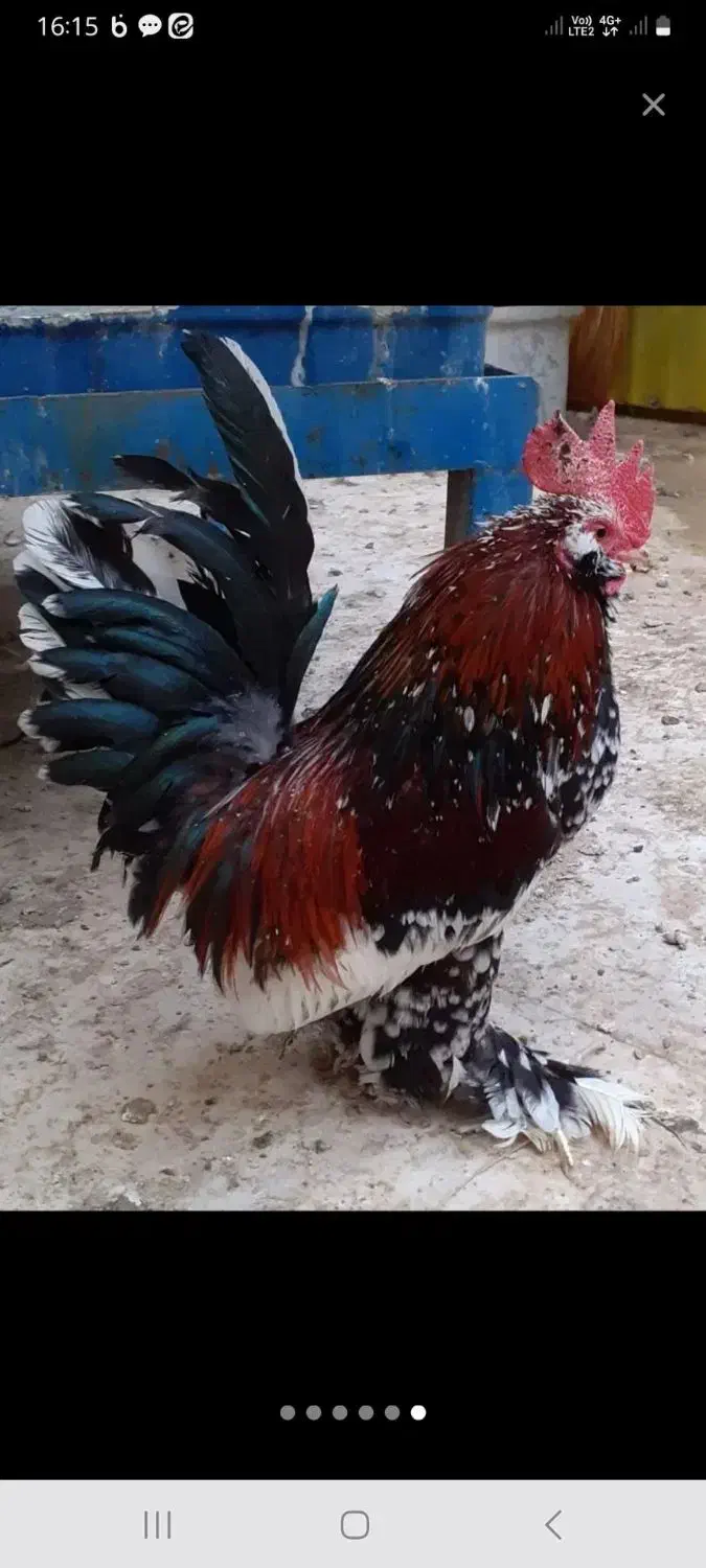 تخم یوسل بلژیکی|حیوانات مزرعه|قم, شهرک سازمان آب|دیوار