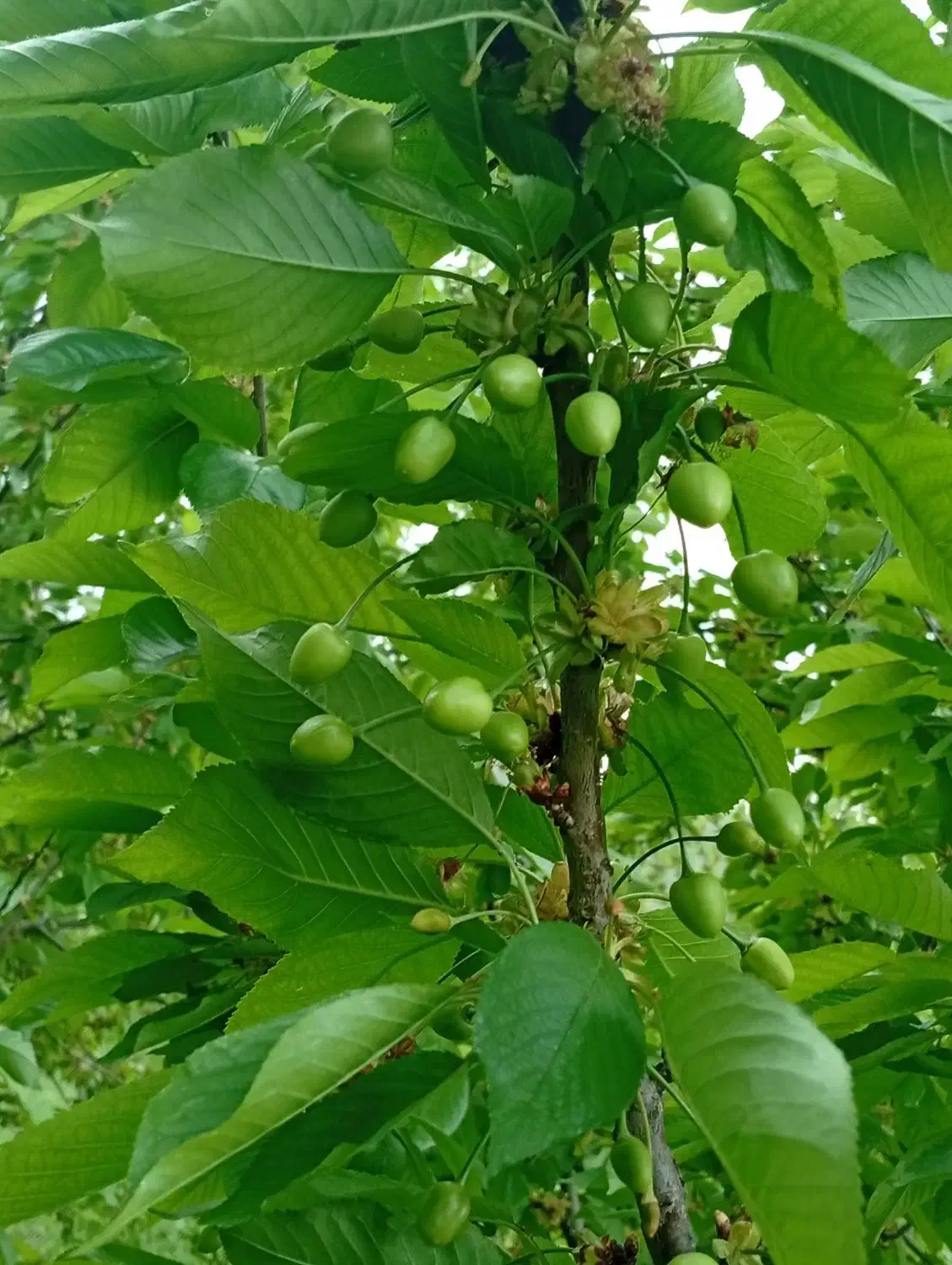 هرس بیل  کاشت درخت کود دادن|خدمات باغبانی و درختکاری|قزوین, |دیوار