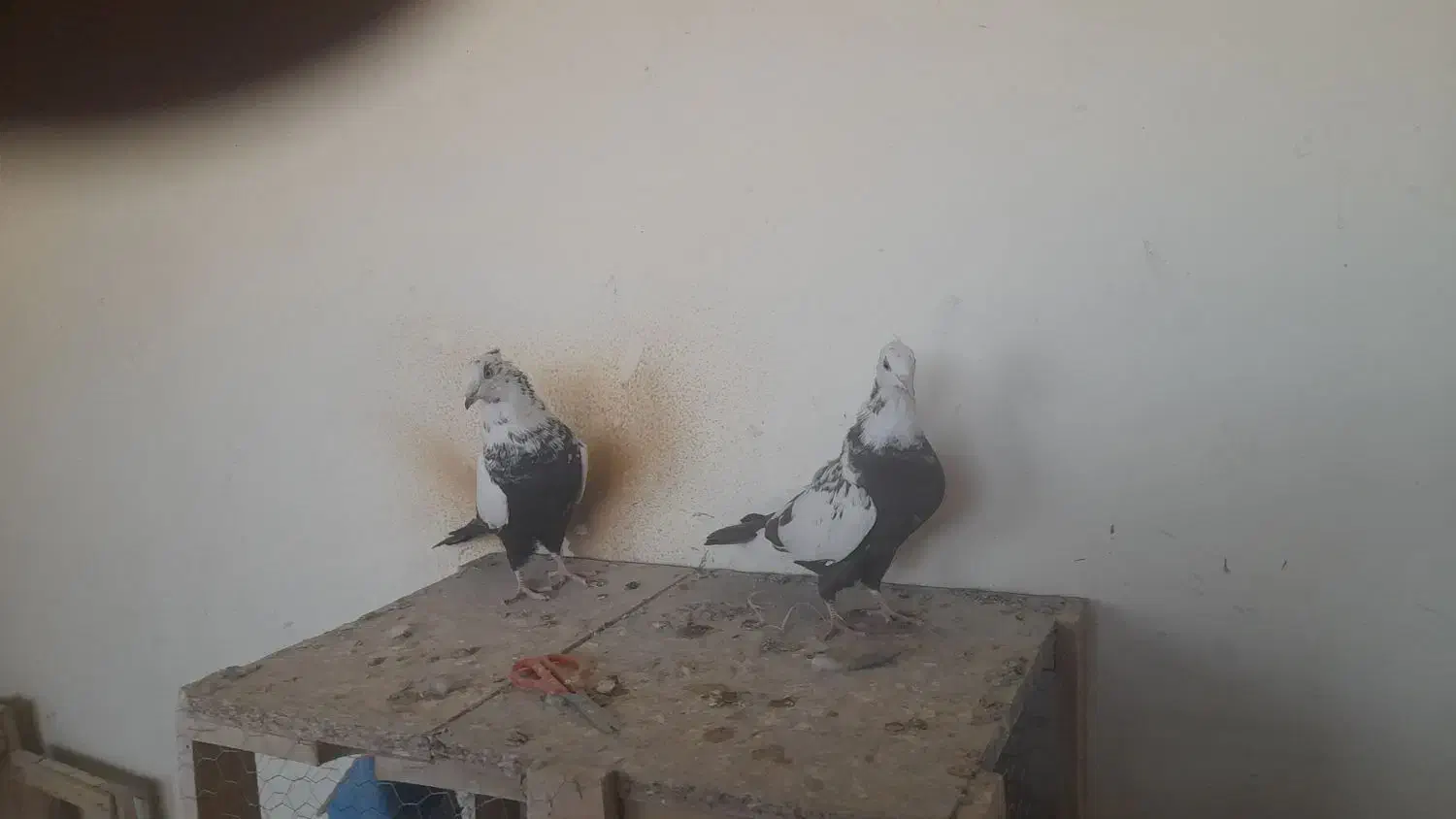 کبوتر دمبی.دم سیاه.دم.قهوه ای|پرنده|فولادشهر, فولادشهر|دیوار