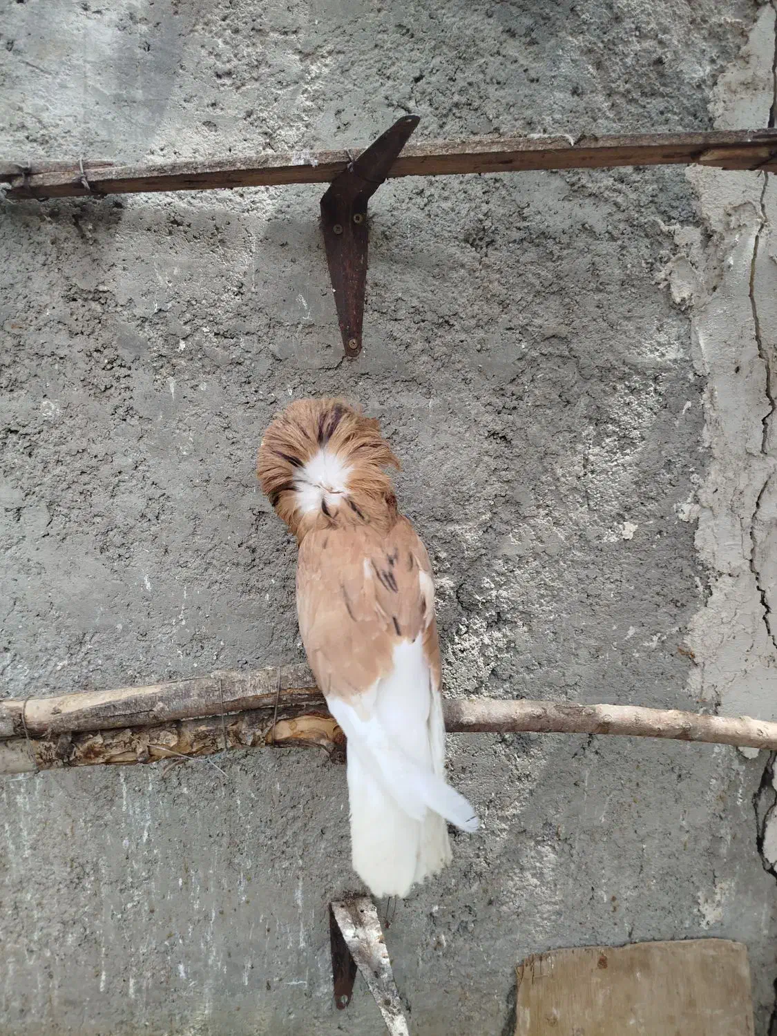 کبوتر شامپیون شازده سرور نر|پرنده|نمین, |دیوار