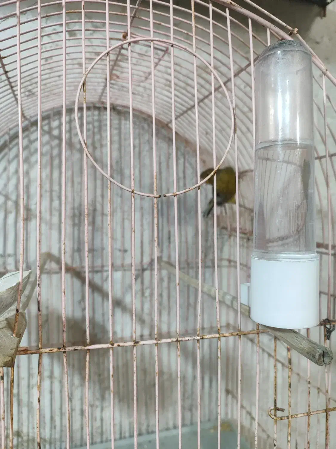 قناری سبز دهن زن|پرنده|خورموج, |دیوار