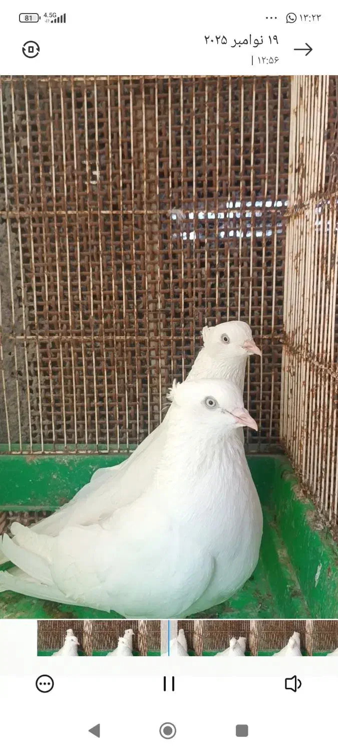 کفتر اراکی و سرور|پرنده|بندرعباس, |دیوار