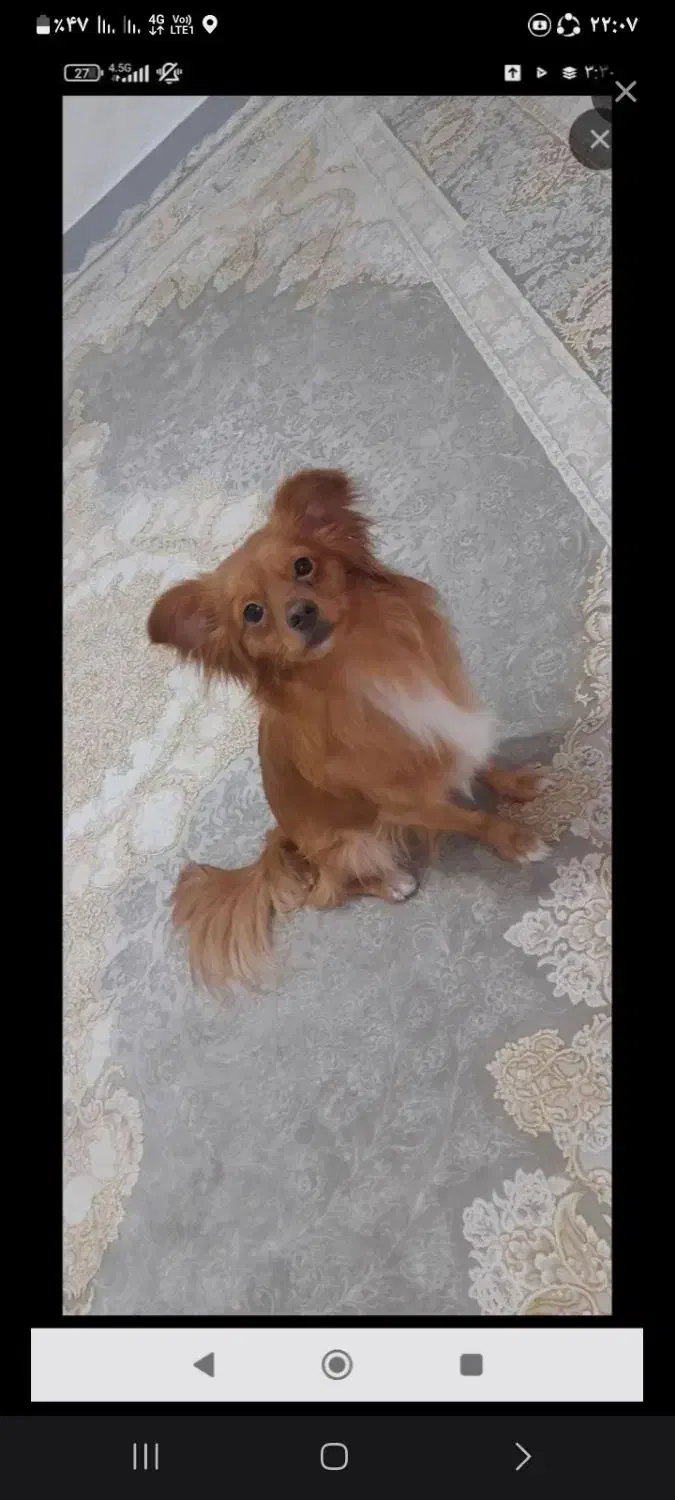 سگ پامر روباهی اصل|سگ|اهواز, گلستان|دیوار