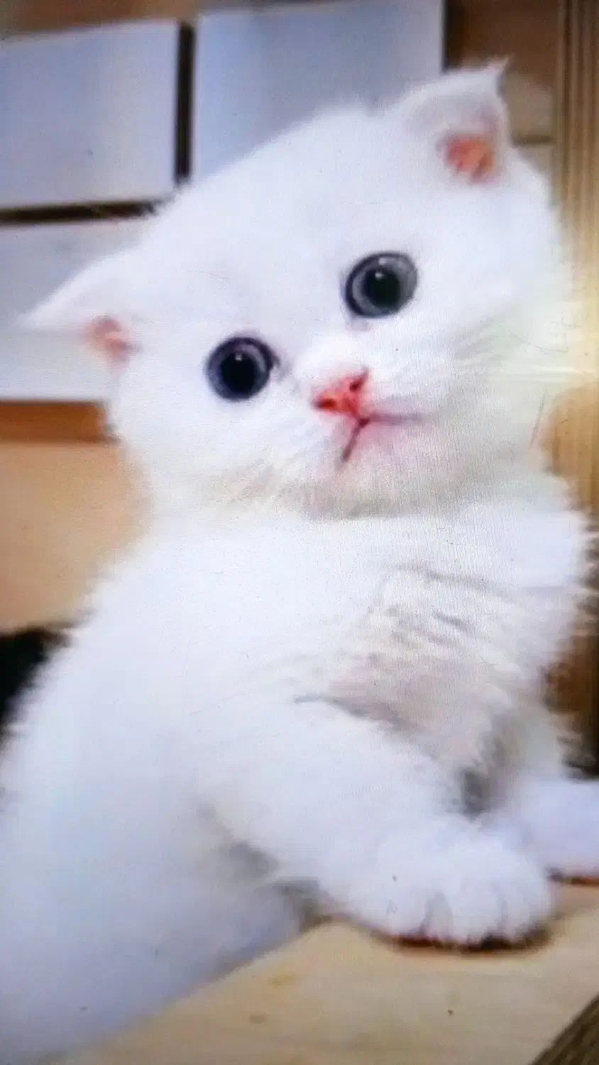 پیشی های کیوت میوت|گربه|بندرعباس, |دیوار