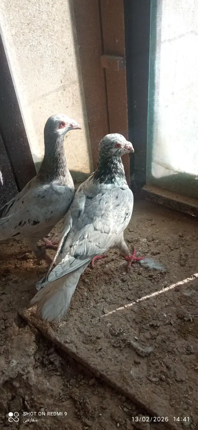 کفتر|پرنده|مانه, |دیوار