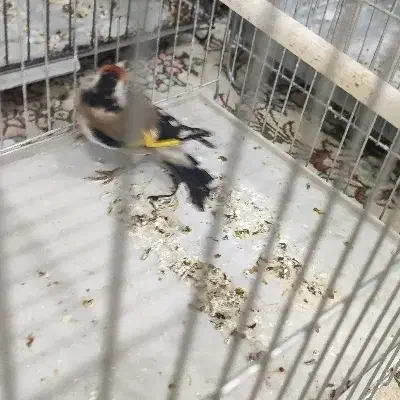 هشت تا سهره نر بخون و ریزه خون،ماهشهر|پرنده|چمران, |دیوار