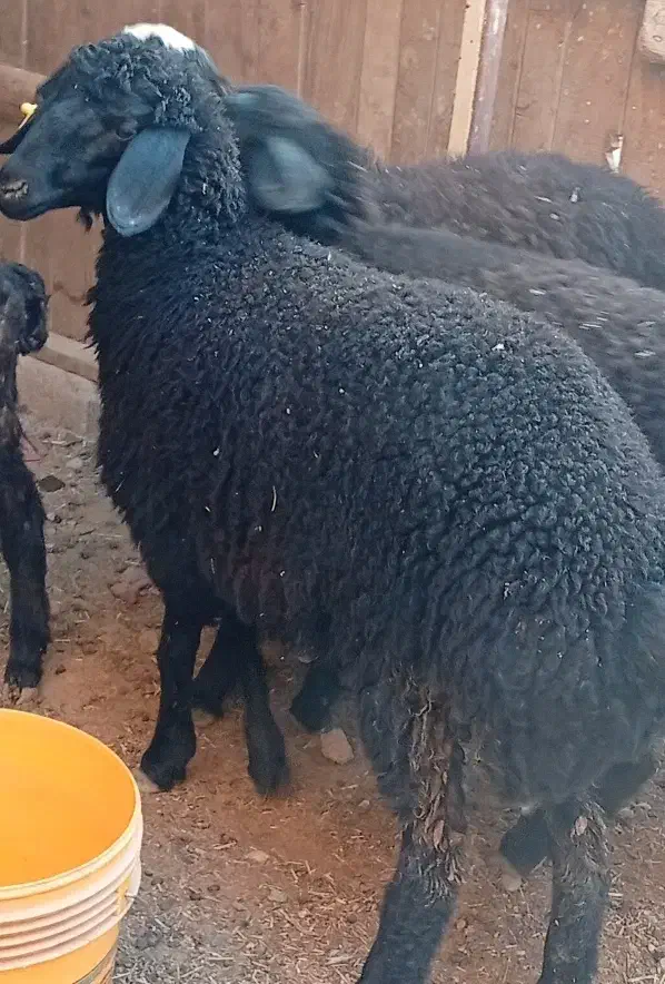 1عدد بره چاق درجه یک|حیوانات مزرعه|قم, تعویض پلاک|دیوار