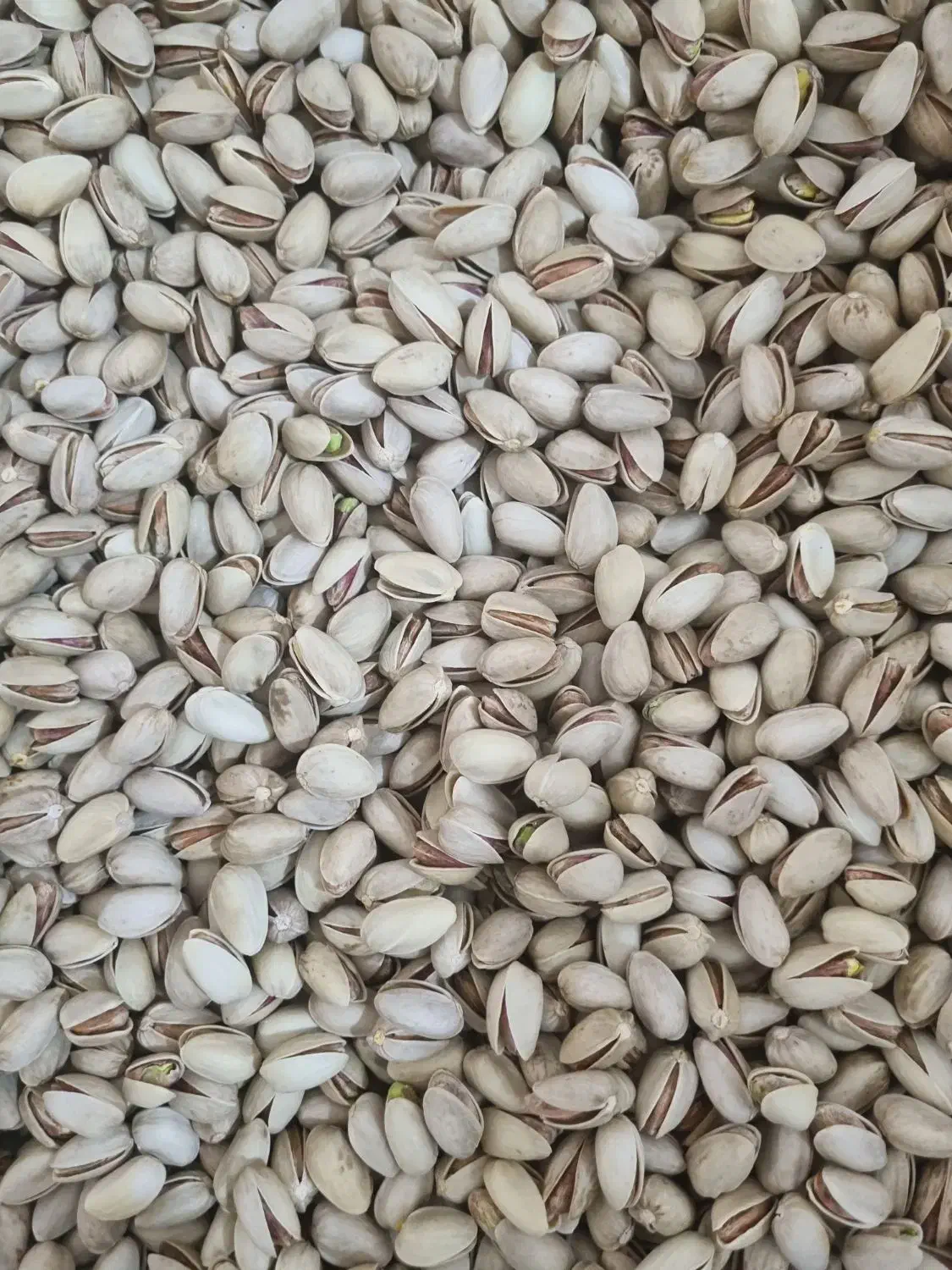 فروش زمین پسته|فروش دفتر صنعتی، کشاورزی، تجاری|خاتم, |دیوار