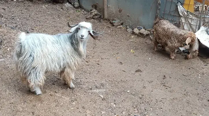 دو عدد بزغاله درجه یک ،گوسفند،بره|حیوانات مزرعه|جوانرود, |دیوار