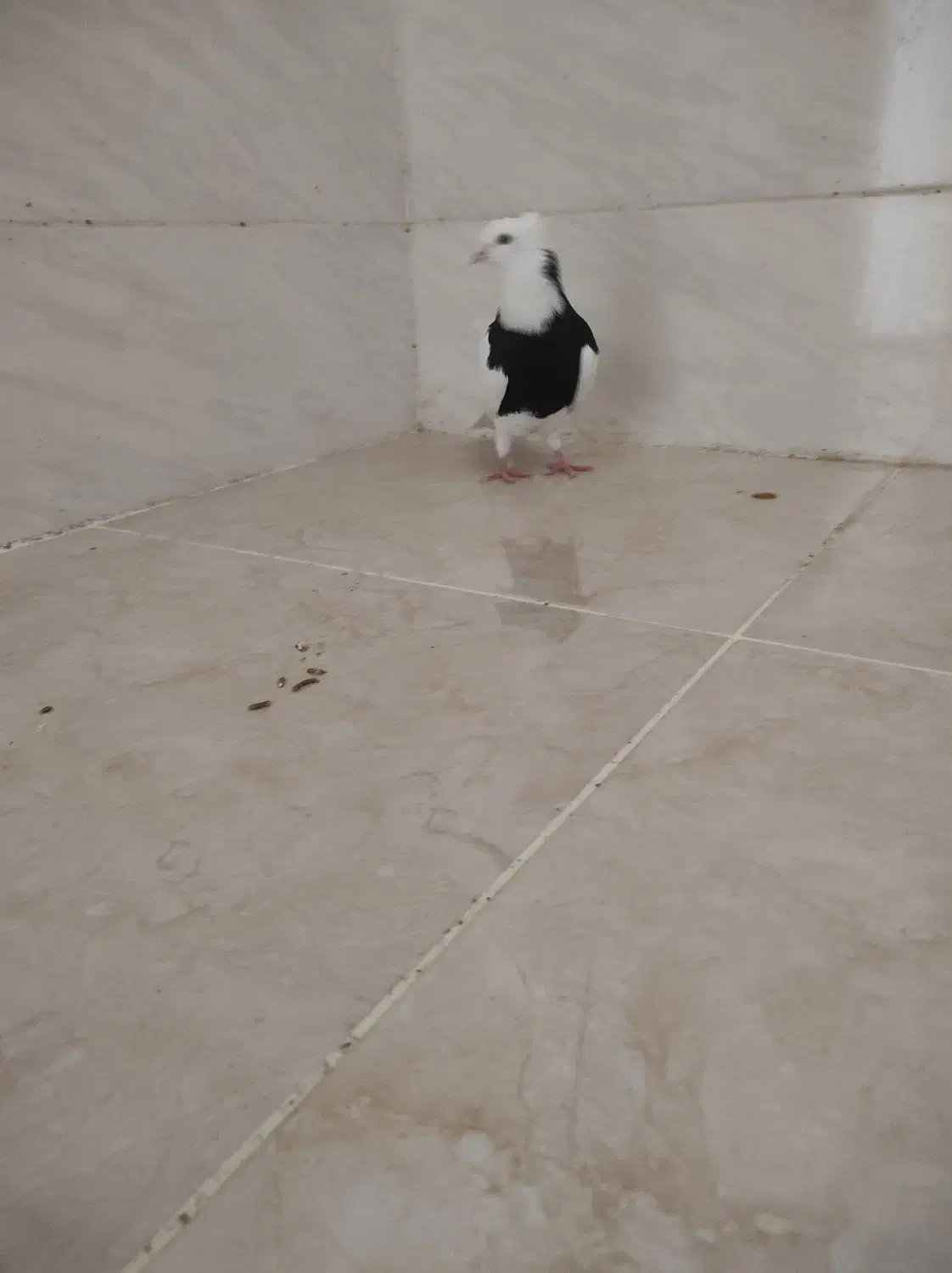 نر طوق سیا|پرنده|شوشتر, |دیوار