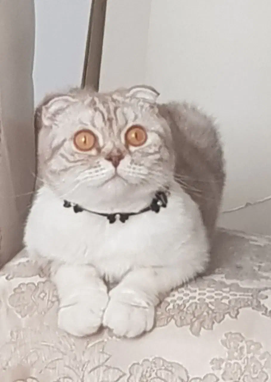 اسکاتیش سیلور ماده عقیم|گربه|کرج, کرج نو|دیوار