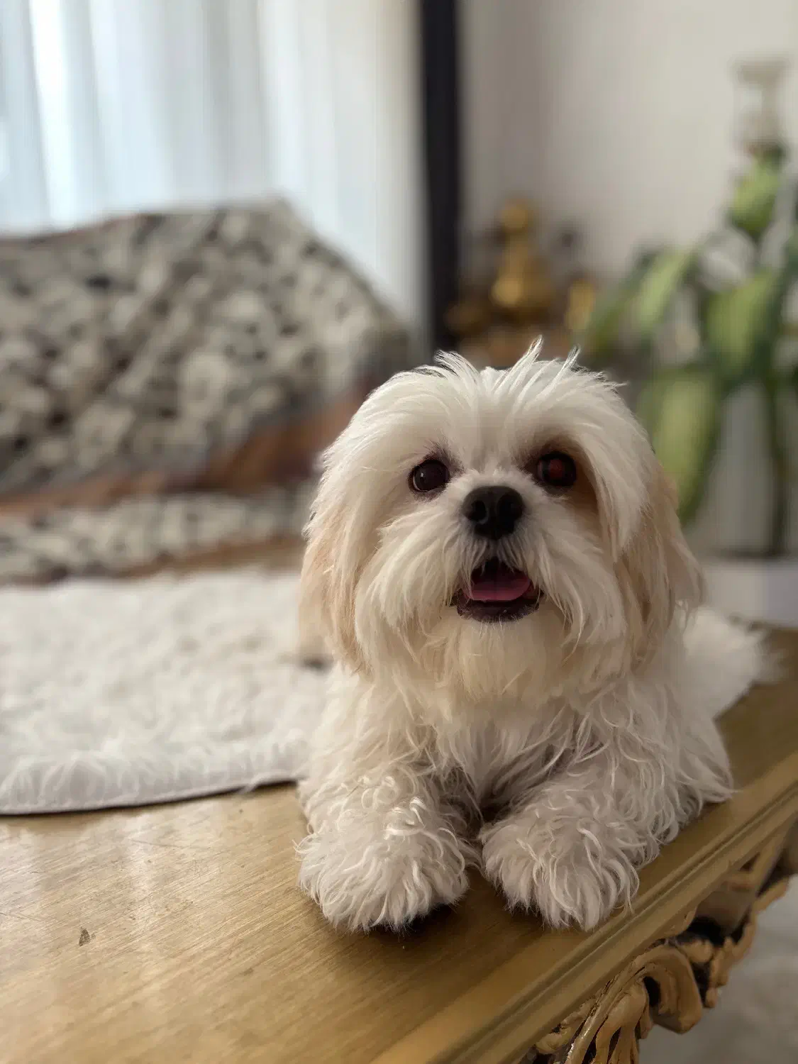 سگ شیتزو|سگ|مراغه, |دیوار