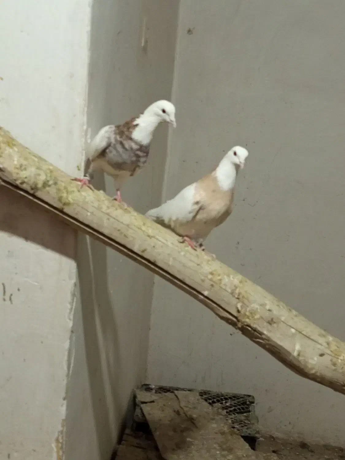 طوقی آجری ماده خال سیاه نر فولادی خال قدیم|پرنده|همدان, |دیوار