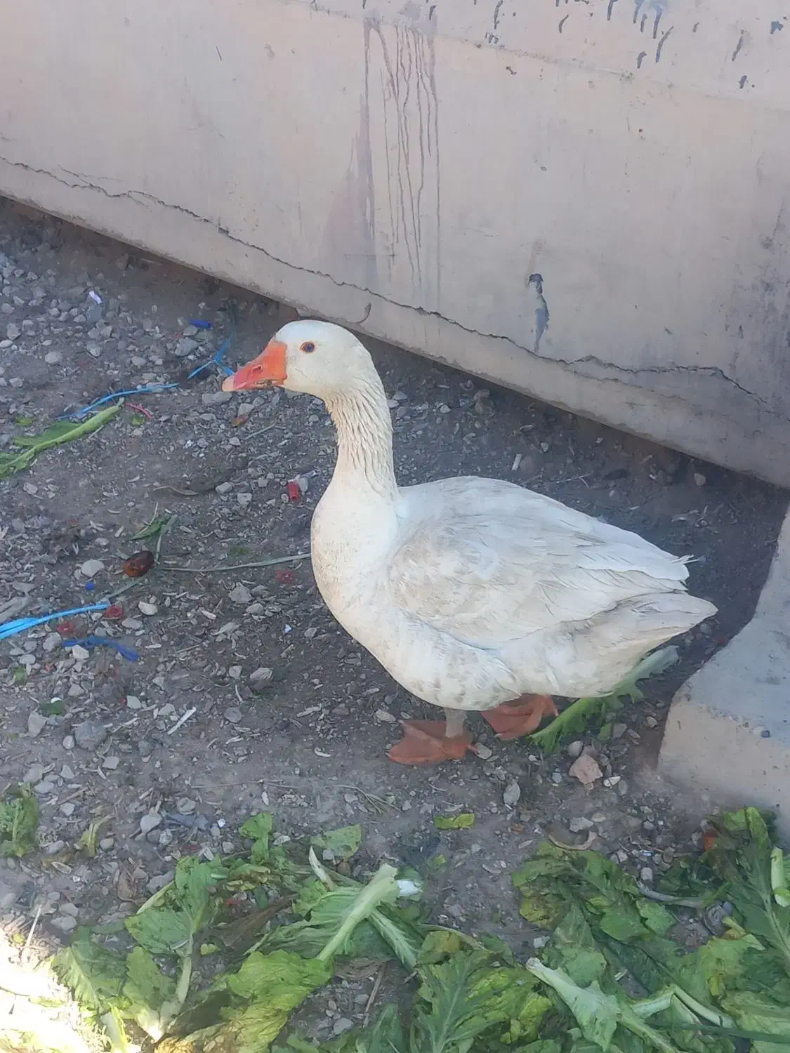 غاز|حیوانات مزرعه|اهواز, فتح|دیوار