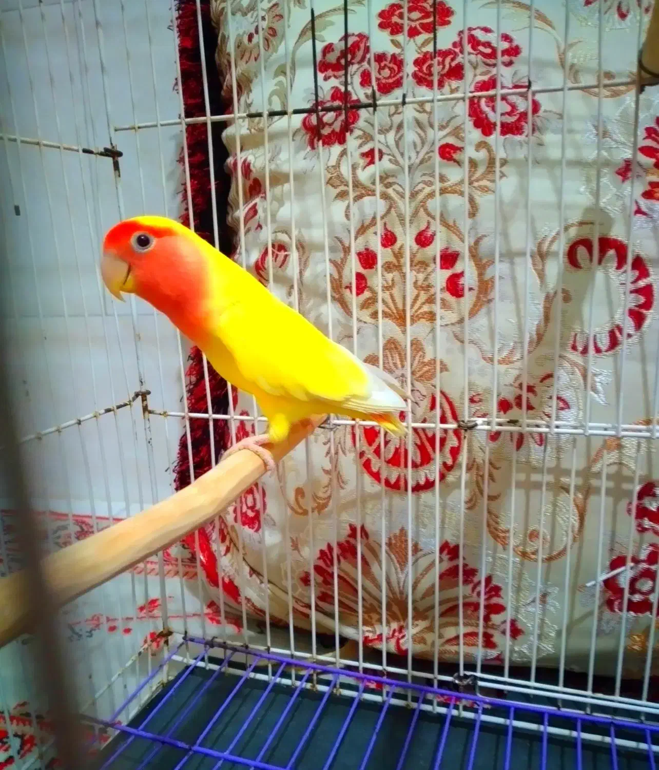 طوطی برزیلی ماده|پرنده|بندرعباس, |دیوار