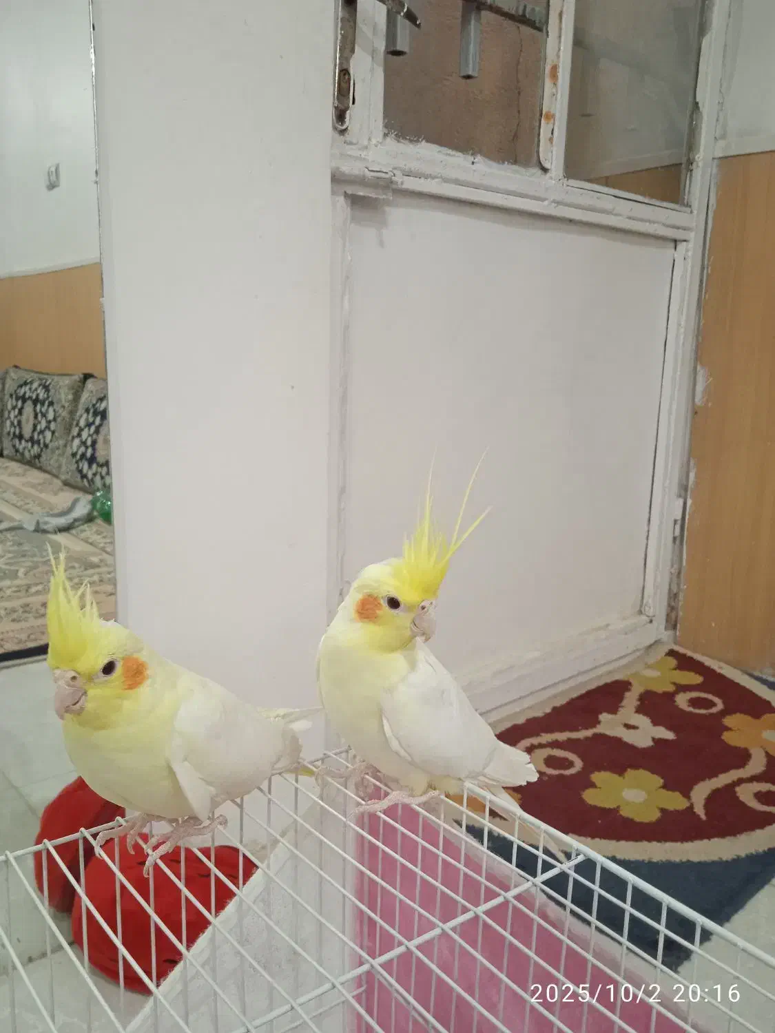 عروس هلندی|پرنده|مشهد, شهید معقول|دیوار