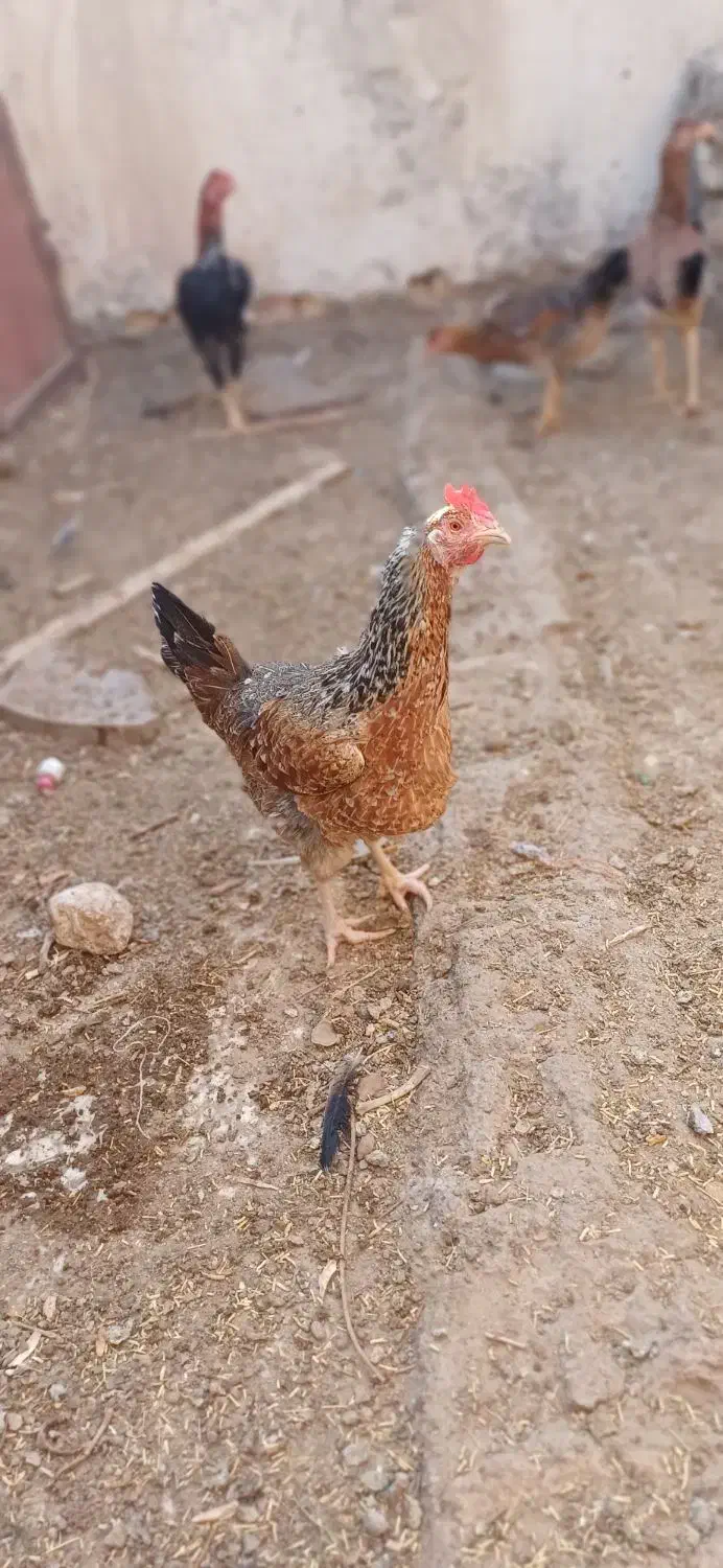 یه مرغ و دو نوچه را میفروشم|حیوانات مزرعه|کرباسک, |دیوار