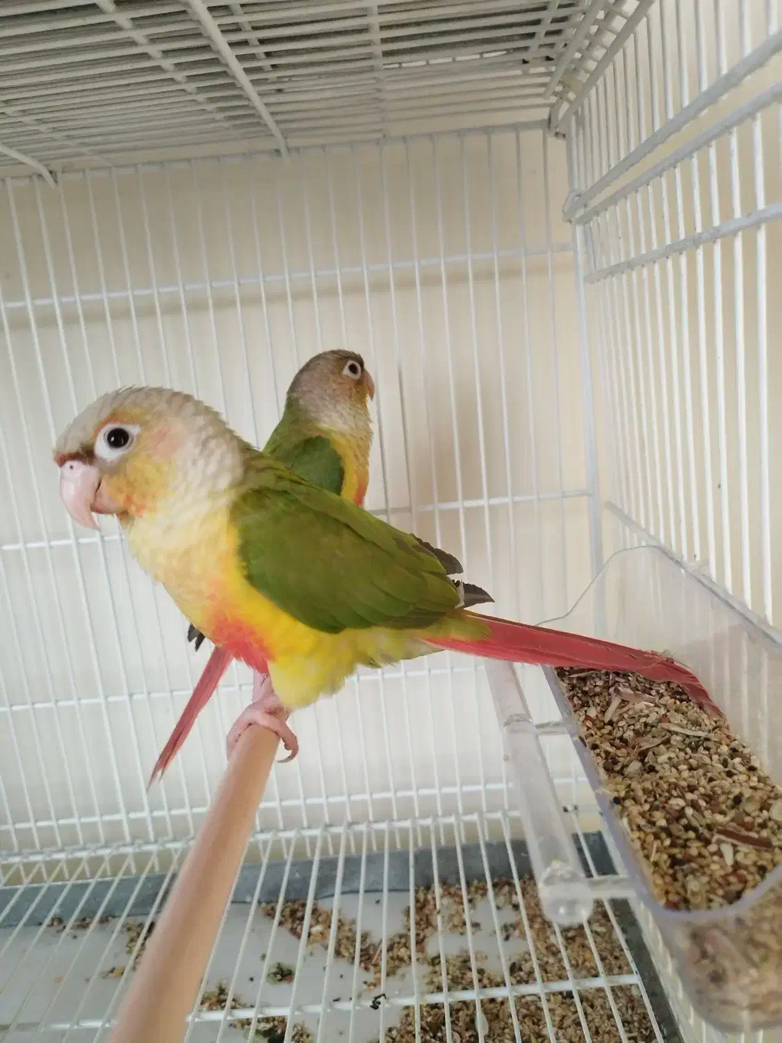 جفت گیرینچک|پرنده|شهریار, شهریار|دیوار