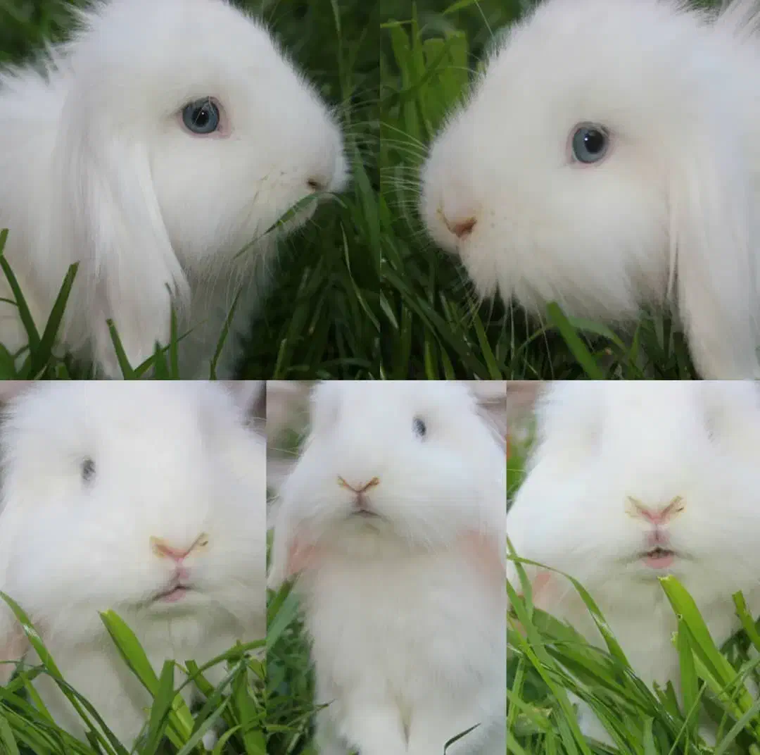 خرگوش لوپ ( لپ )|موش و خرگوش|ساوه, |دیوار