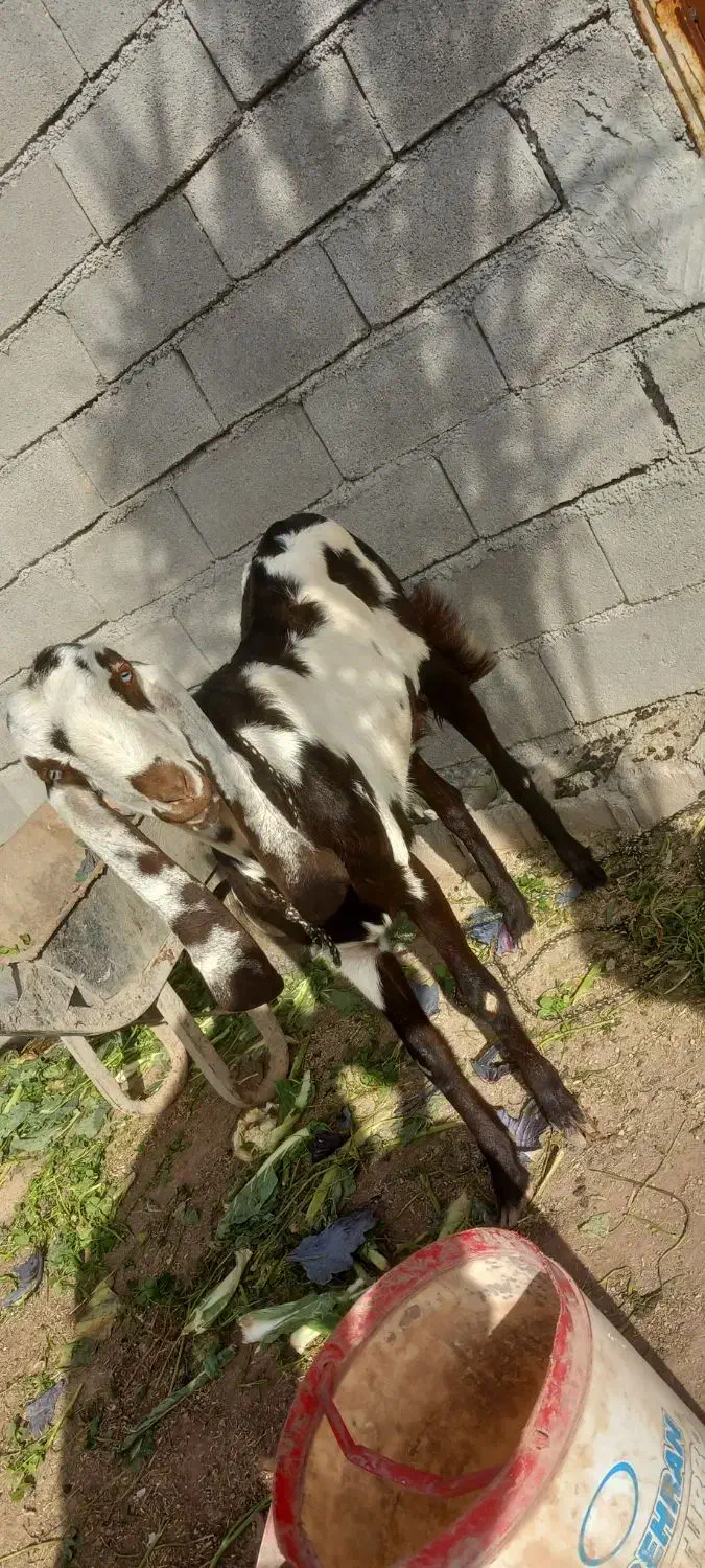 نر و ماده بز|حیوانات مزرعه|دزفول, |دیوار