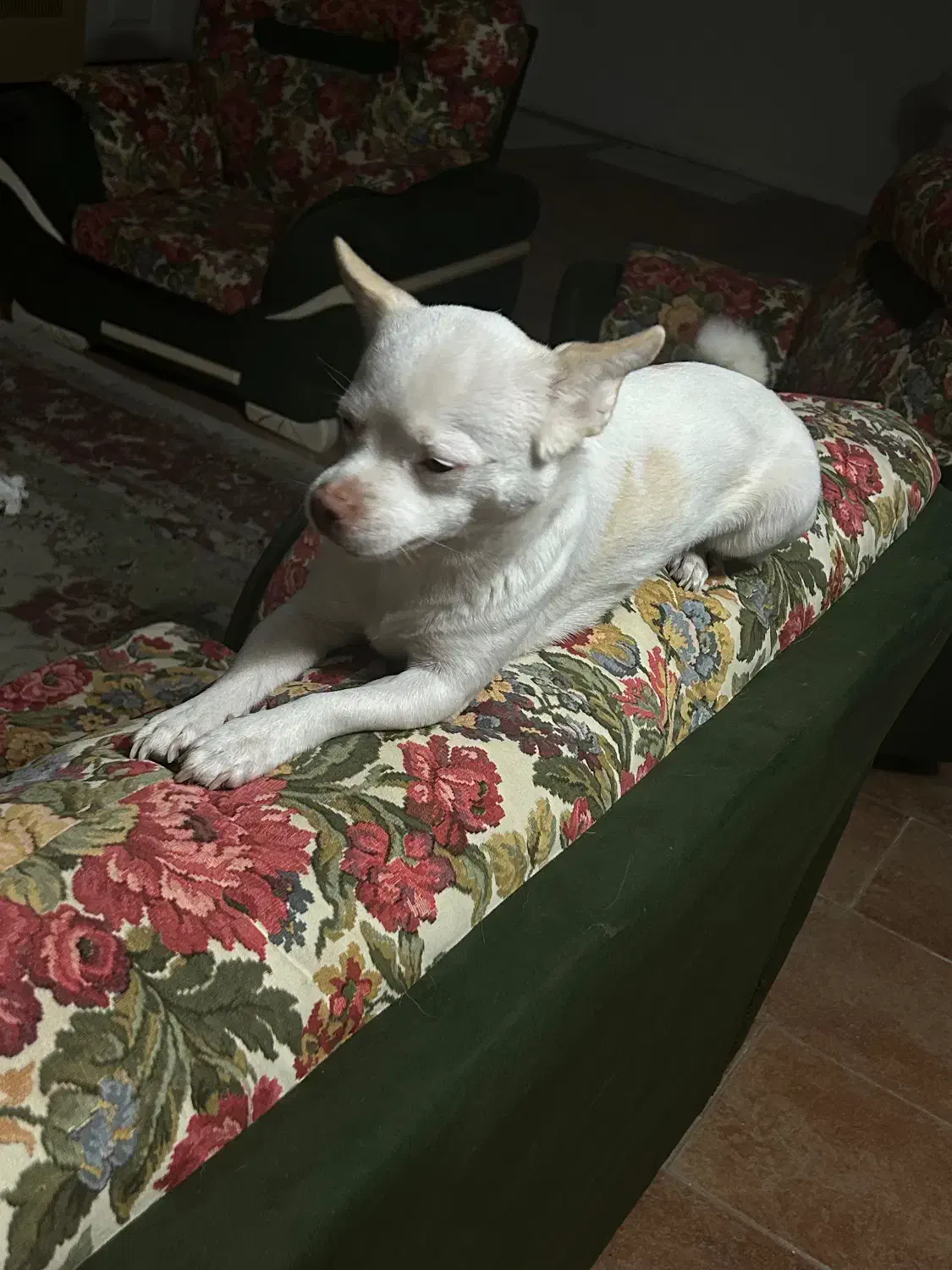 اشپیتز|سگ|مشهد, پارک کوهستان|دیوار