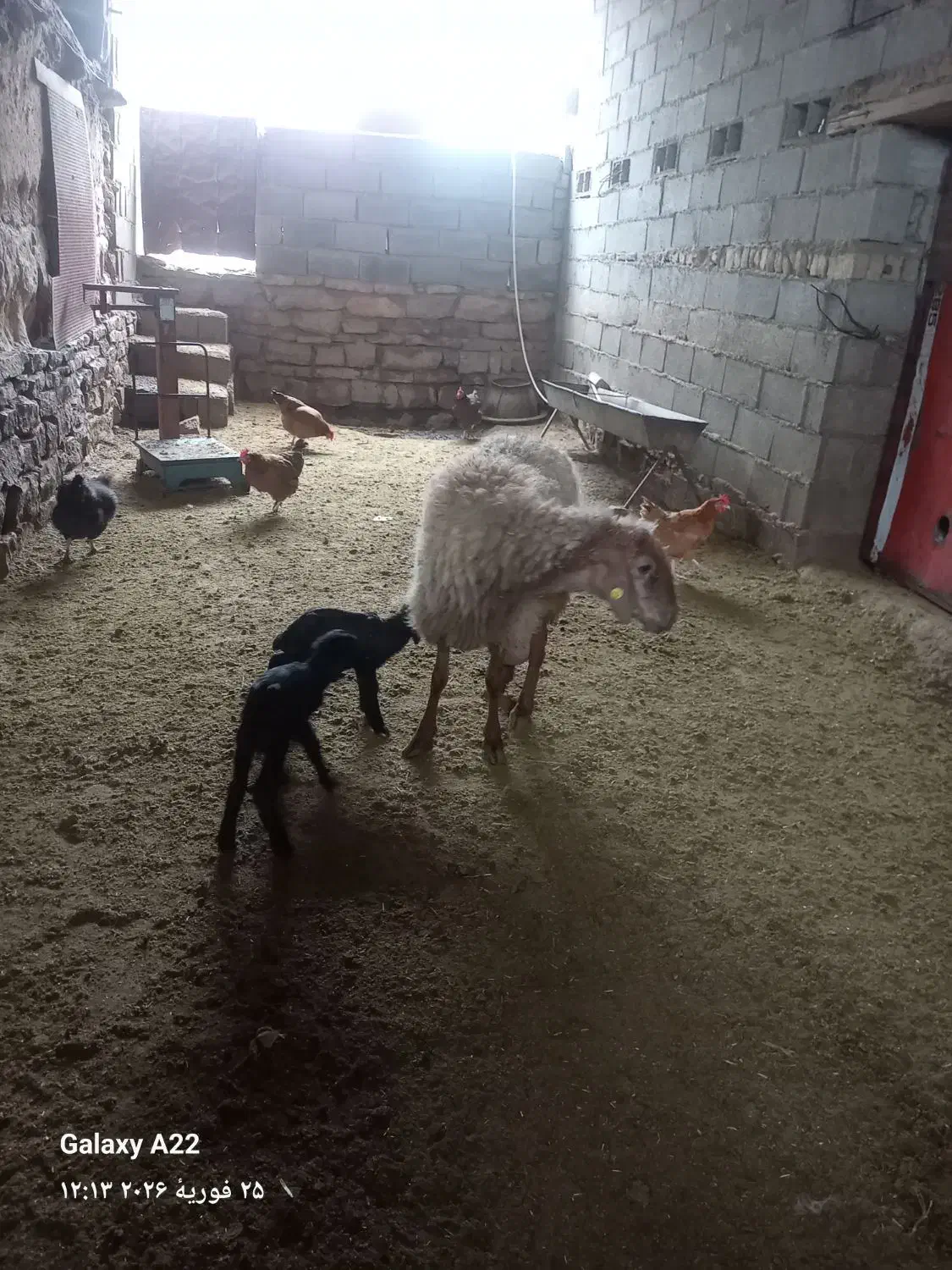 میش دوقلو|حیوانات مزرعه|گرمخان, |دیوار