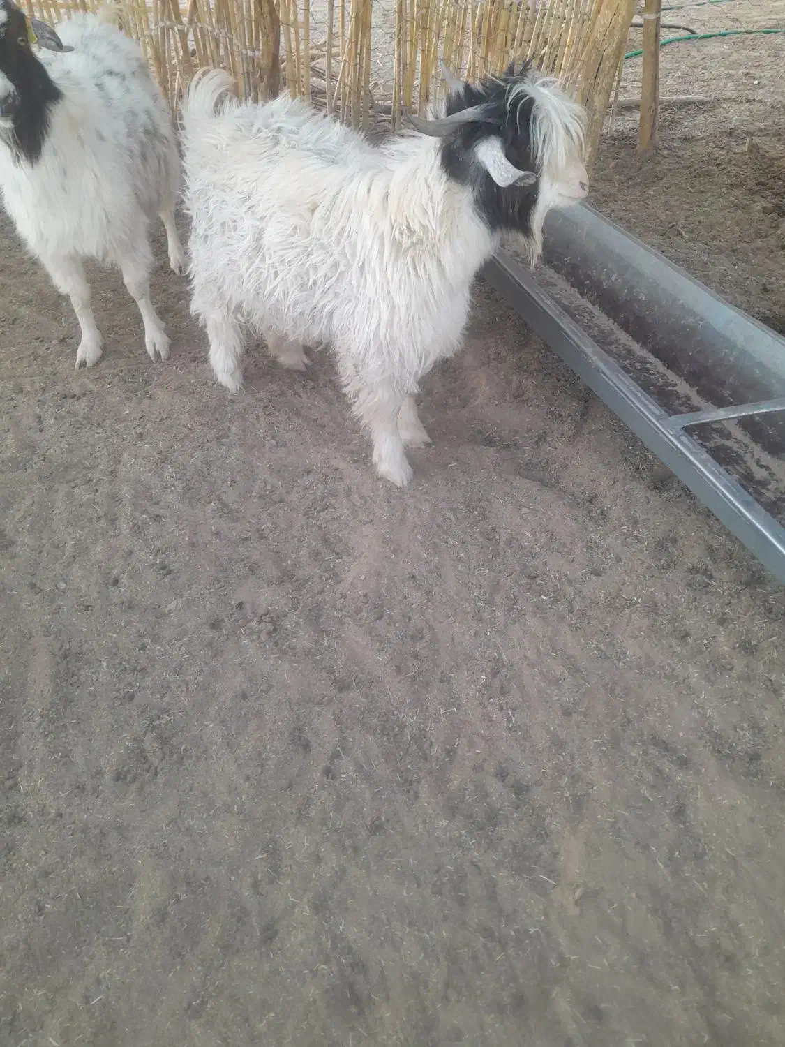 بزغاله نر چاق|حیوانات مزرعه|زاهدان, |دیوار